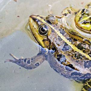 Превью обои лягушка, вода, пятна