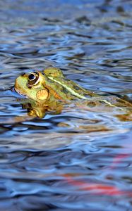 Превью обои лягушка, вода, плавать