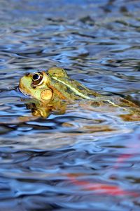 Превью обои лягушка, вода, плавать