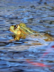 Превью обои лягушка, вода, плавать