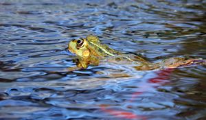 Превью обои лягушка, вода, плавать