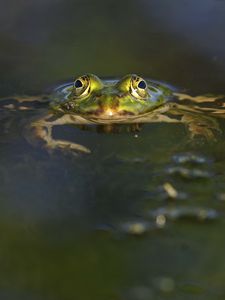 Превью обои лягушка, водоём, глаза, вода