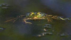 Превью обои лягушка, водоём, глаза, вода