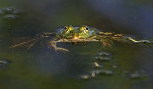 Превью обои лягушка, водоём, глаза, вода