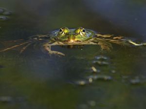 Превью обои лягушка, водоём, глаза, вода