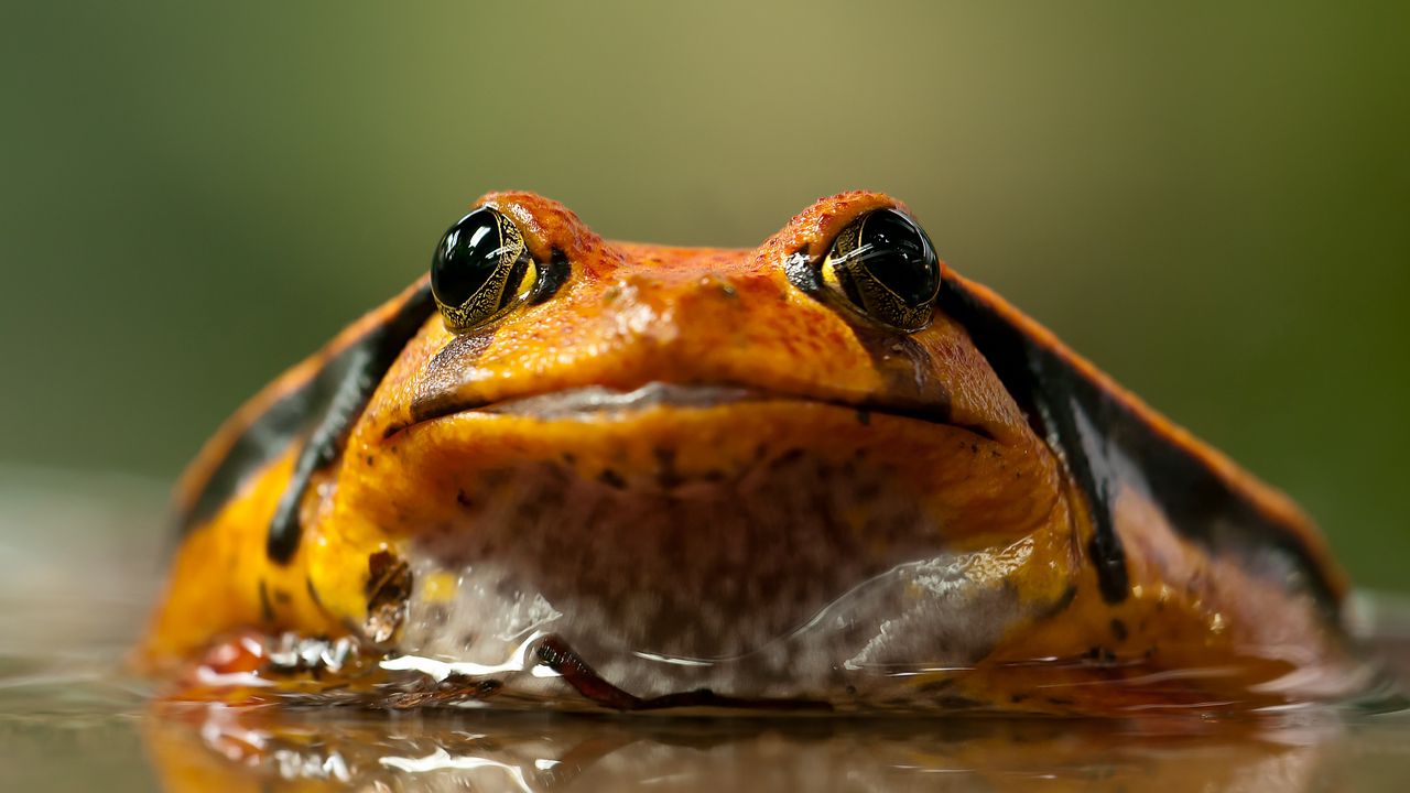 Обои лягушка, жаба, глаза
