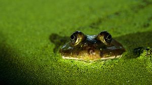 Превью обои лягушка, жаба, зеленый