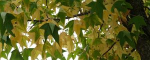 Превью обои ликвидамбар, дерево, листья, ветки, осень, природа