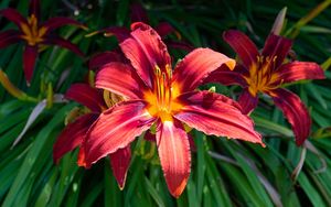 Превью обои лилейник, цветы, лепестки, листья, растения