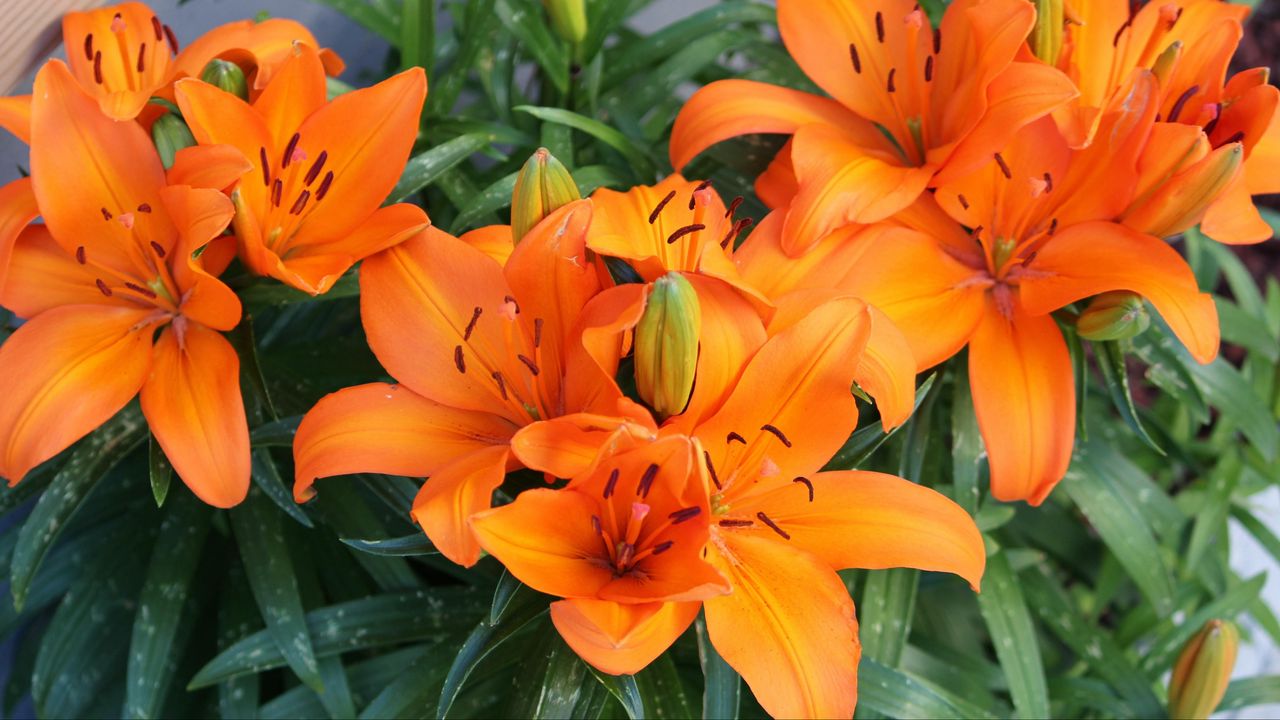 Обои лилии, оранжевые, яркие, цветы
