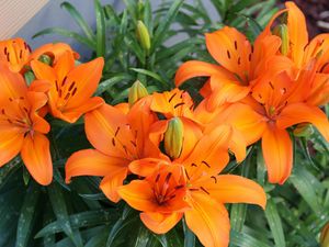 Превью обои лилии, оранжевые, яркие, цветы
