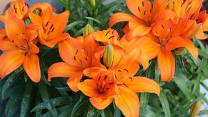 Превью обои лилии, оранжевые, яркие, цветы