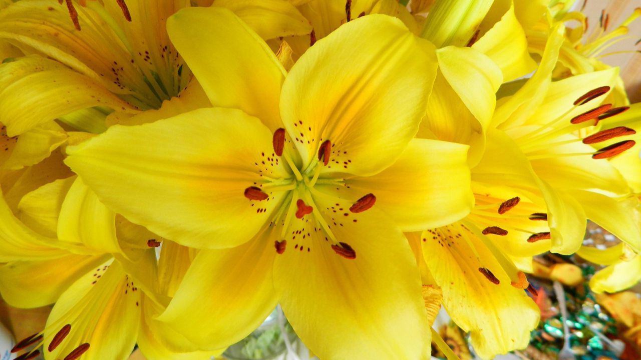 Обои лилии, цветы, букет, желтые, яркие, тычинки