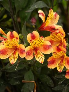 Превью обои лилии, цветы, капли, роса