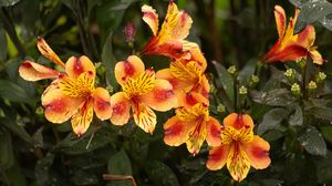 Превью обои лилии, цветы, капли, роса