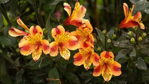 Превью обои лилии, цветы, капли, роса