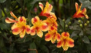 Превью обои лилии, цветы, капли, роса