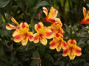 Превью обои лилии, цветы, капли, роса