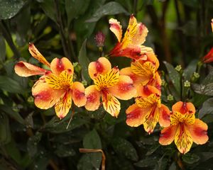 Превью обои лилии, цветы, капли, роса