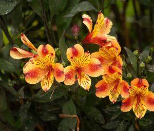 Превью обои лилии, цветы, капли, роса