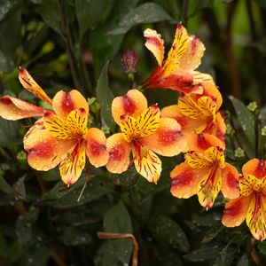 Превью обои лилии, цветы, капли, роса