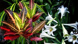 Превью обои лилии, цветы, листья, растения