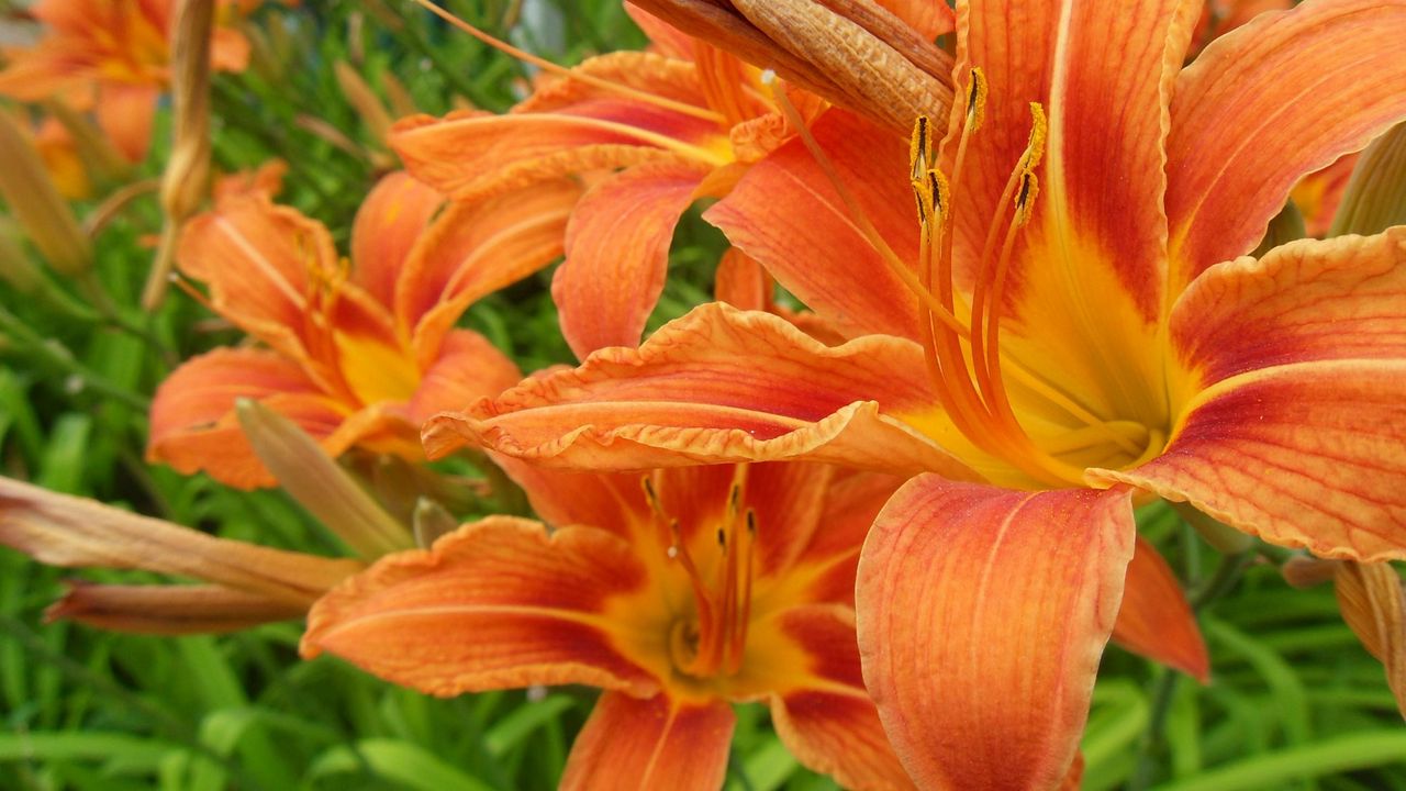Обои лилии, цветы, оранжевые, тычинки, крупный план
