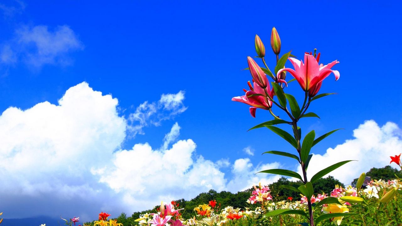 Обои лилии, цветы, поляна, небо, солнечно, позитив