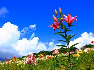 Превью обои лилии, цветы, поляна, небо, солнечно, позитив