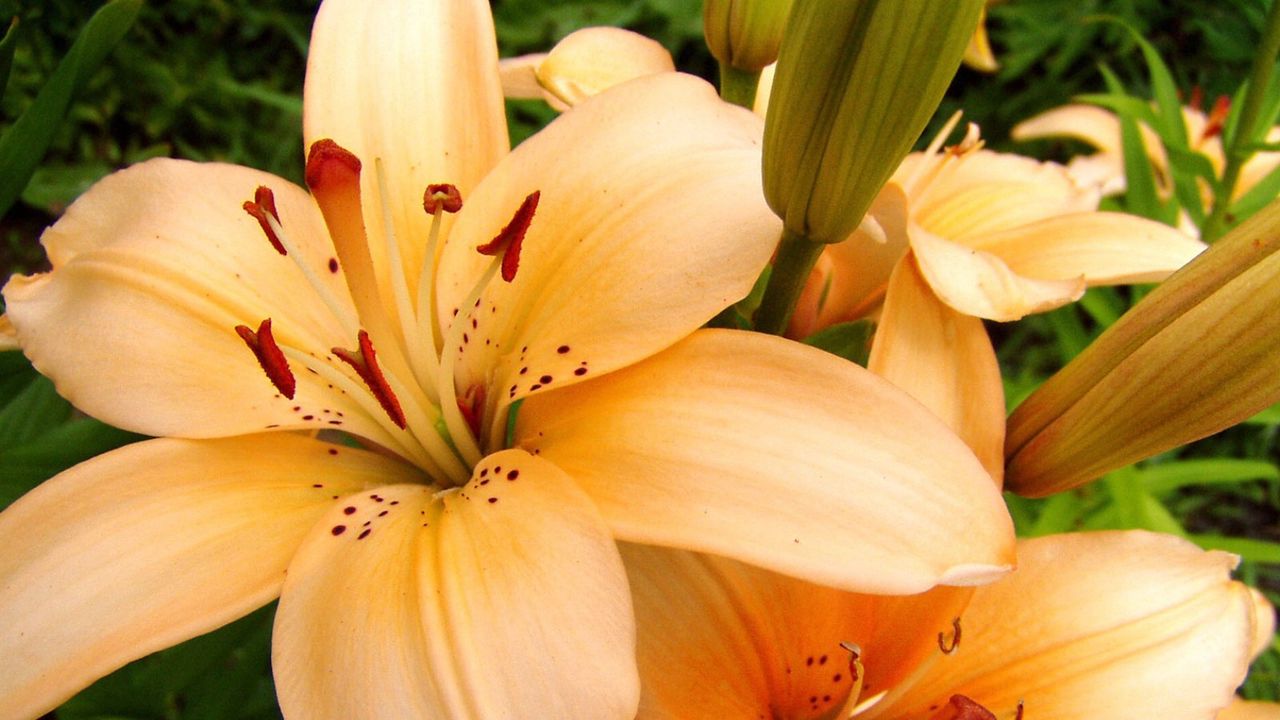 цветок лилия фото красивые скачать бесплатно