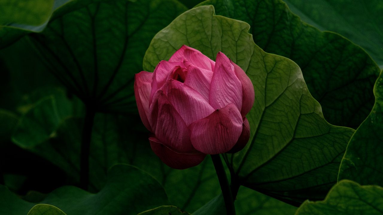 Обои лилия, бутон, цветок, розовый, растение