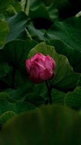 Превью обои лилия, бутон, цветок, розовый, растение