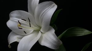 Превью обои лилия, лепестки, цветок, белый, пыльца, макро