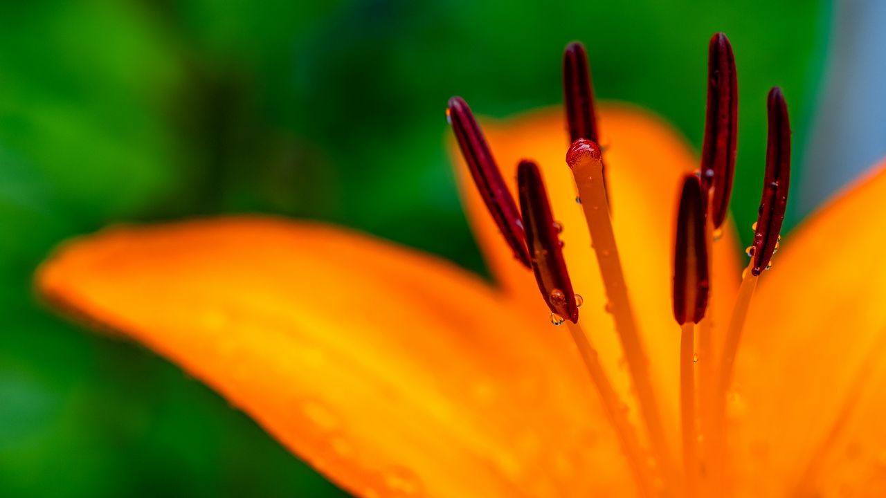 Обои лилия, лепестки, цветок, капли, макро, оранжевый