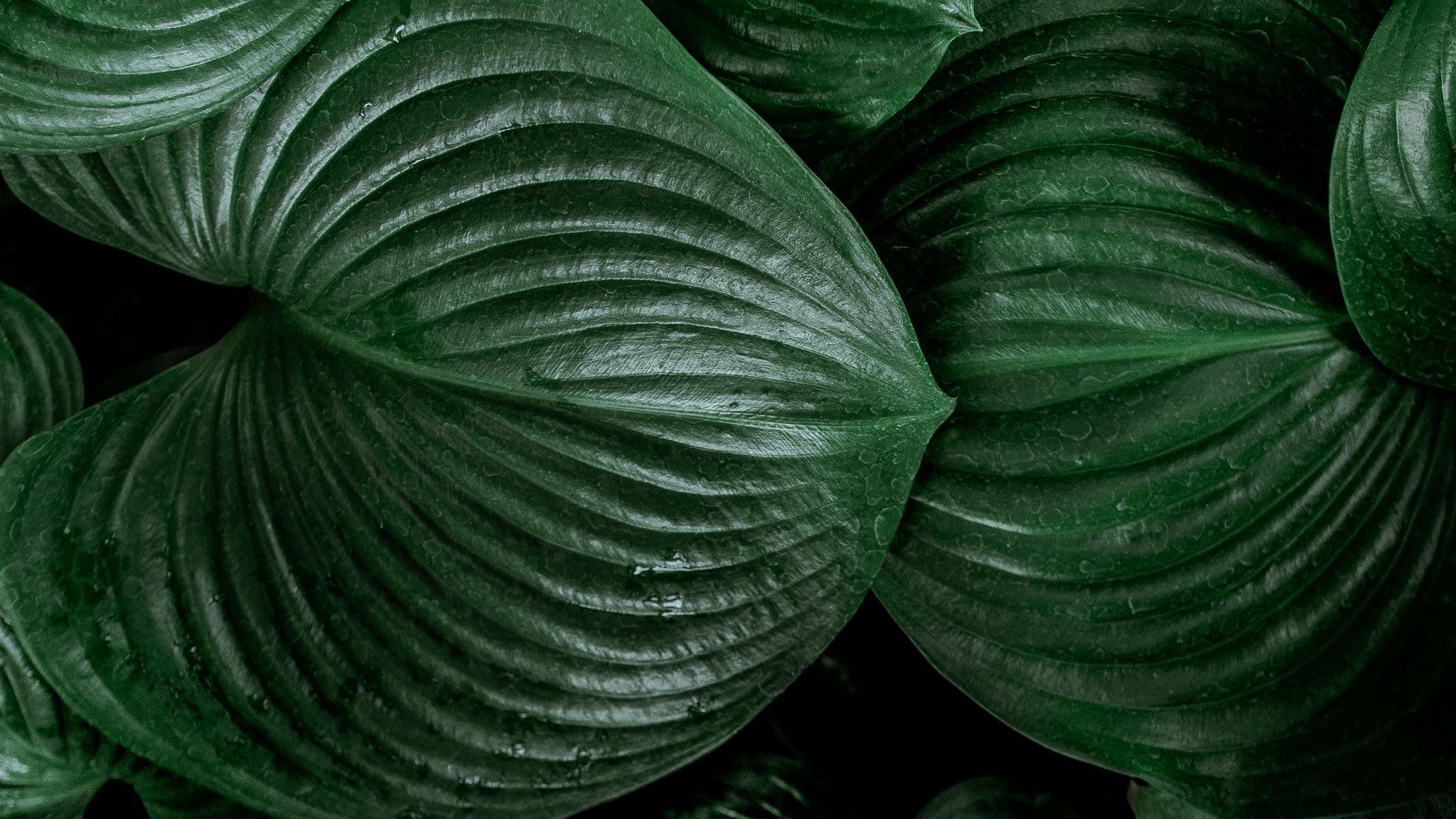 Тёмнозелёные шорокие листья