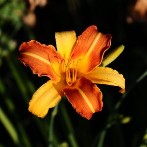 Превью обои лилия, оранжевый, цветок, мокрый, лепестки