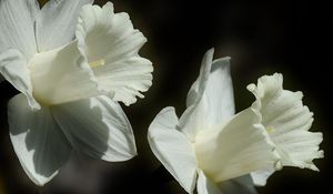 Превью обои лилия, цветок, белый, бутон, крупным планом