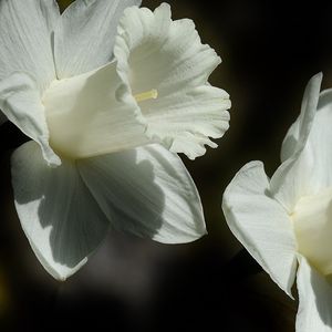 Превью обои лилия, цветок, белый, бутон, крупным планом