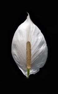 Превью обои лилия, цветок, белый, минимализм