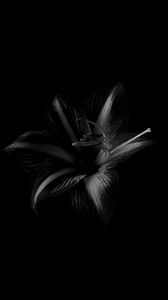 Превью обои лилия, цветок, чб, черный