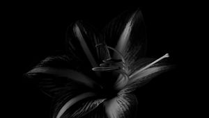 Превью обои лилия, цветок, чб, черный