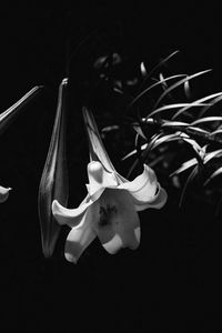 Превью обои лилия, цветок, черно-белый, макро