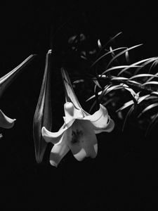 Превью обои лилия, цветок, черно-белый, макро
