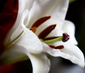 Превью обои лилия, цветок, лепестки, форма, тень