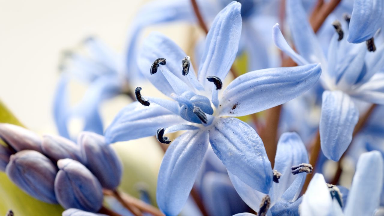Обои лилия, цветок, лепестки, пыльца, макро, синий