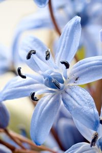Превью обои лилия, цветок, лепестки, пыльца, макро, синий