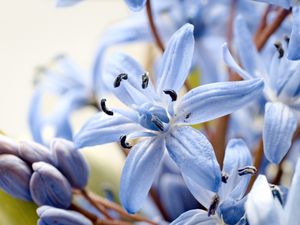Превью обои лилия, цветок, лепестки, пыльца, макро, синий