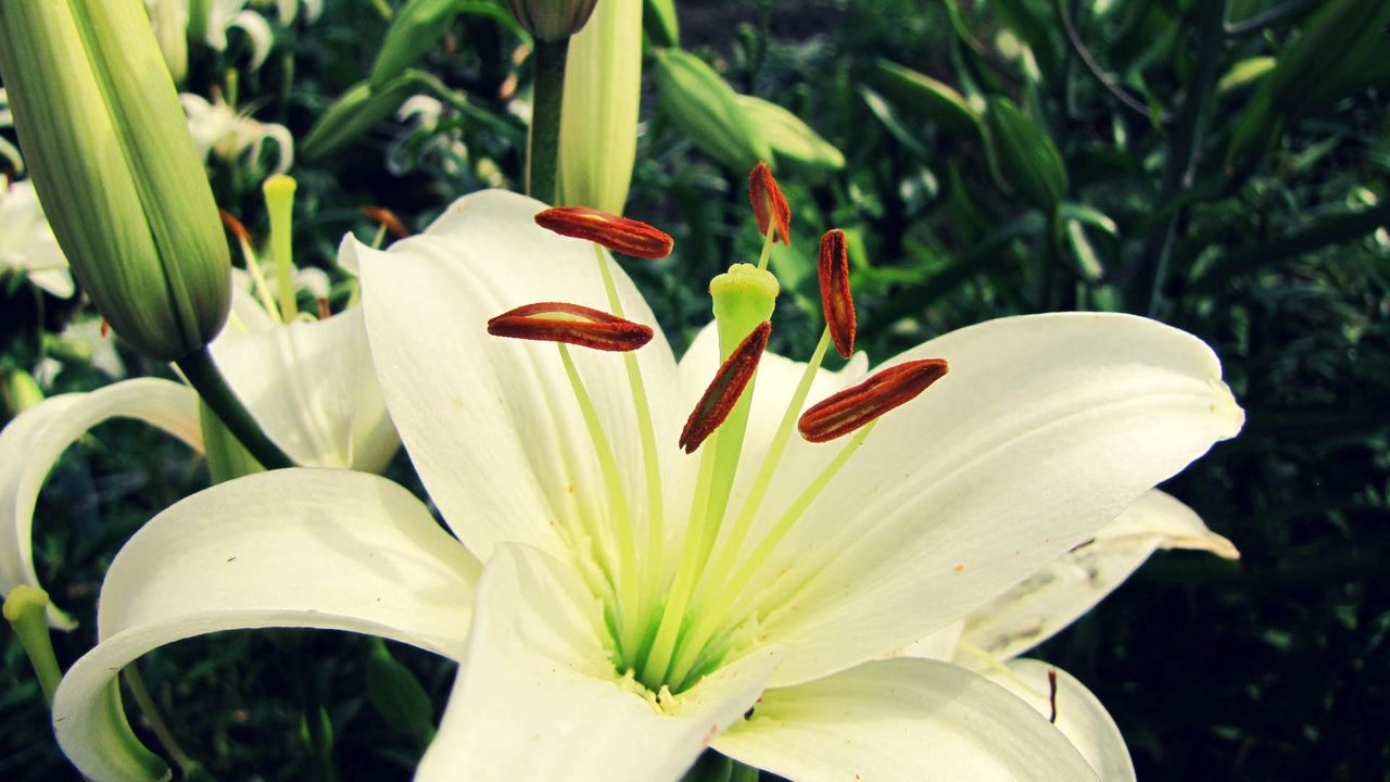 Обои лилия, цветок, лепестки, растение