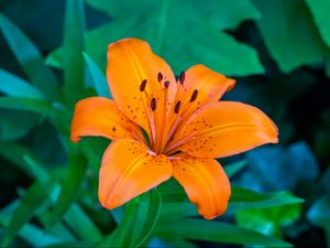 Превью обои лилия, цветок, лепестки, оранжевый