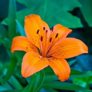 Превью обои лилия, цветок, лепестки, оранжевый